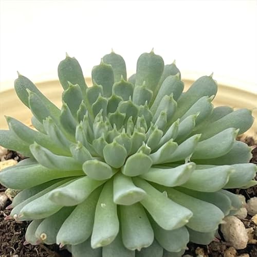 �����A�� sb�G�P�x���A �r���Z���g�J�g�[ �����A�� �G�P�x���A 7.5cm�|�b�g