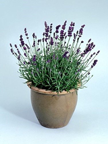 LAVANDE 30 GRAINES YEUX ESPAGNOL SO LOVELY de ODEUR FAÇONS D'UTILISER