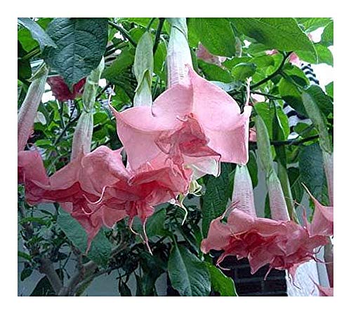 Brugmansia Pink Delight - Angels Trumpet - 10 Seeds