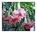 Brugmansia Pink Delight - angels trumpet - 10 seeds