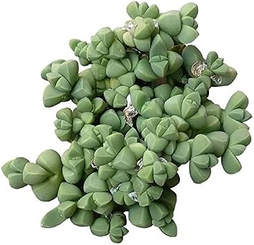 Corpuscularia lehmannii Ice Plant Astridia Velutina Brocade 2 inch