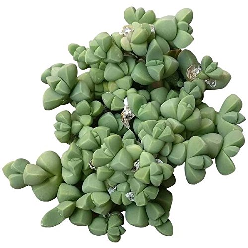 Corpuscularia lehmannii â€“ Ice Plant Astridia Velutina Brocade (4 inch)