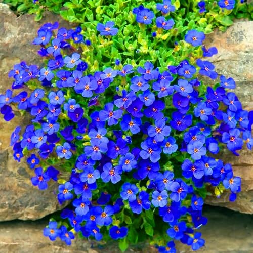 800 Dark Blue Rock Cress Aubrieta Seeds