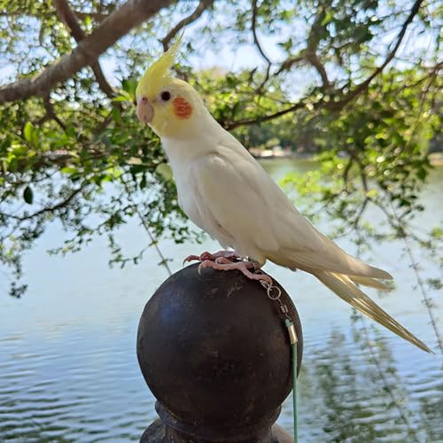 Image of Bird Harness, Bird Belt, Adjustable Parrot Leg Ring with 2m Elastic Rope, Harness for Birds Suit with Leash for Parrot, Budgerigars, Cockatiels