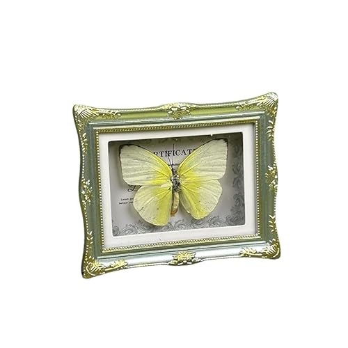 1Pcs Real Butterfly Framed Handmade, Taxidermy Butterfly Shadow Box Collection, Framed Butterfly Taxidermy for Oddities and Curiosities Gifts Tabletop Ornaments (E-Butterfly Specimen+Photo Frame) - Image 2