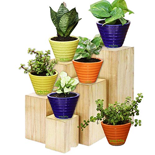 Image of Leafy Tales Canonical Shape Ceramic Pot, Garden, Lawn, Home, Office Decor(Pot only-Set of 6)