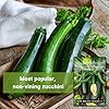 Sow Right Seeds - Black Beauty Zucchini Seeds for Planting - Non-GMO Heirloom Packet with Instructions to Plant a Home Vegetable Garden - Summer Squash - Classic Zucchini Good for Large Containers (1) #4