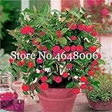 50 pc commestibili Piante da frutto Meyer Limone Esotiche Colorate Citrus Limon Albero Fresco Frutta Verdura Piante Alto Tasso di Sopravvivenza: Un:Seeds