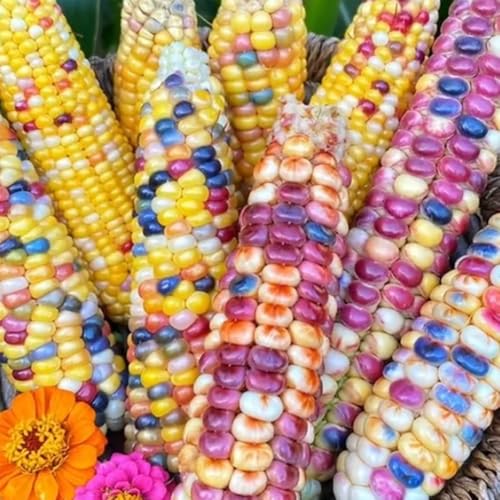 semillas de maíz arcoiris, semillas de variedades antiguas maíz coloridas interior exóticas balcón invernadero jardín perennes 25pcs
