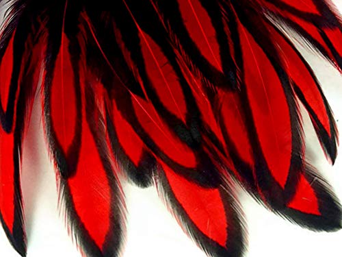 1 Dozen - Red Blw Whiting Farms Laced Hen Cape Loose Feather Craft Fly Fishing Suppy | Moonlight Feather #TOP4