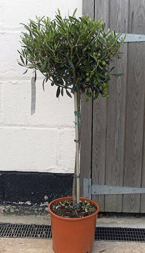 Olea europaea/Olive Tree Standard : 5L Pot : 85-95cm High (exc Pot)