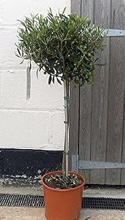 Olea europaea/Olive Tree Standard : 5L Pot : 85-95cm High (exc pot)