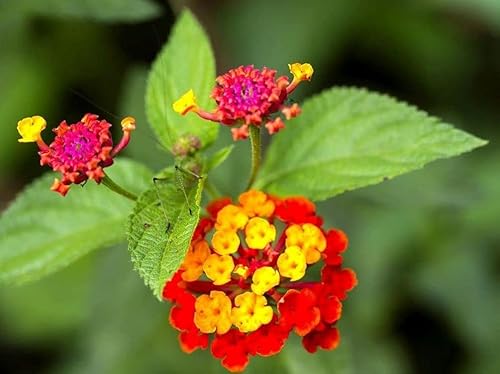 Miniatura 2 de Lantana Mix 100+ Semillas Plantación de Flores para Exterior o Interior
