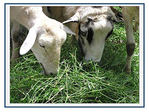 Verdor Stylo Hamata Grass Seed -Grass Seeds - Fodder Seeds -Grass Seeds For Animal Fodder, Cow Farming, Goat Feed, Animal (Stylosanthes Hamata Seed) Pack of 100 Grm (B09YGTNLRY) Amazon Price History, Amazon Price Tracker