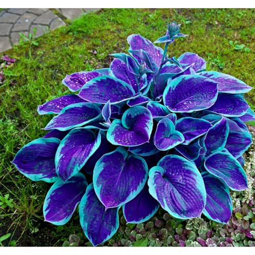 200 Purple Blue Hosta Seeds for Easy Gardening