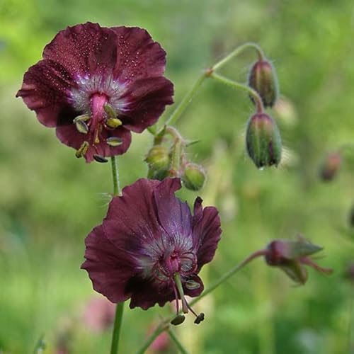 6 x Géranium vivace 'Claridge Druce' - Geranium Oxonianum 'Claridge Druce' - Godet 9x9cm - Fleurs roses, compact, massifs
