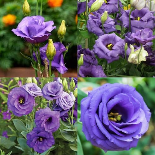 Fresh Nandini Flower Live Plant, Ornamental Evergreen Shrub, Fragrant Blooms, Green, Easy Care, for Home Balcony Landscaping, 25 cm Height, Pack of 1