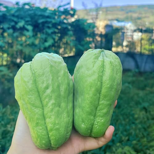 chayote pflanzensamen kübelpflanzen indoor garten kräutersamen zimmerpflanze gemüsesamen alte sorten gartenpflanzen obstsamen biosaatgut gemüsesaat obstbäume kaufen gemüsebeet hochbeet 30samen