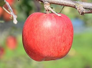 【2026年産・先行予約】りんご【シナノスイート】約5kg（12～20玉）★2026年10月中旬～11月中旬頃まで発送予定★ 青森県三戸町産