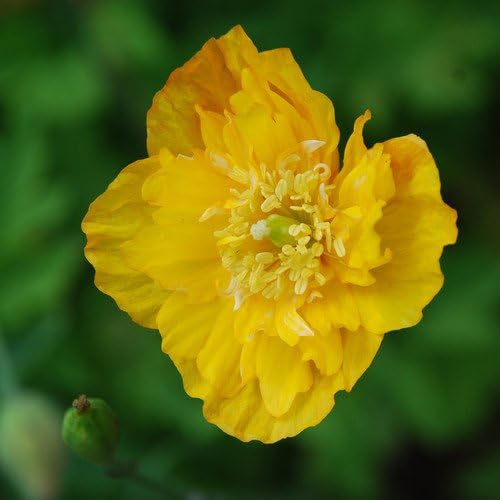 Plant World Seeds Meconopsis Cambrica Mixed Seeds Amazon.co.uk