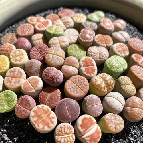 Lithops Random Mix Rare Live Succulent Plants 30/50/100 Pcs Succulent Live Plant Bare Root Without Pot Soil Garden Indoor Office Friend Plant Lovers Gifts (Normal 30pcs)