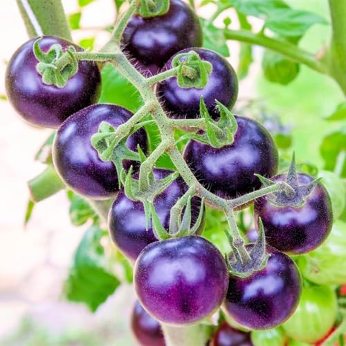 300+ Purple Tomato Seeds for Planting Outdoors Heirloom Non GMO-Plan Your Vegetable in Your Home Garden