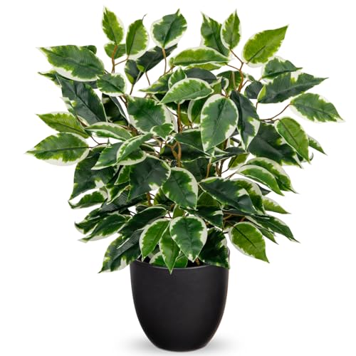 Hollyone Künstliche Pflanzen Wie Echt Ficus 40cm Künstliche Ficus Pflanzen im Topf Grünpflanze Deko Zimmerpflanze für Fensterbank Wohnzimmer Badezimmer Tischdekoration, Hellgrün Hollyone Künstliche Pflanzen Wie Echt Ficus 40cm Künstliche Ficus Pflanzen im Topf Grünpflanze Deko Zimmerpflanze für Fensterbank Wohnzimmer Badezimmer Tischdekoration, Hellgrün