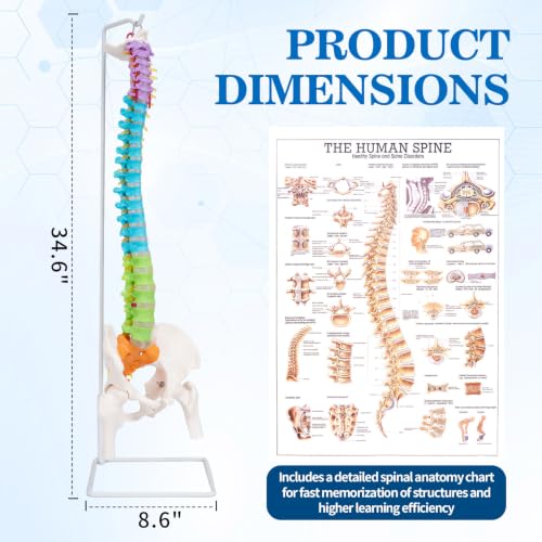 Image of 34.6 inchLife-Size Colored Anatomical Spinal Model with Anatomical Diagram