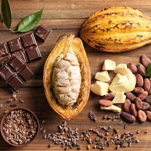 Muda de Cacau Produtiva Theobroma Cacao + Manual de Plantio