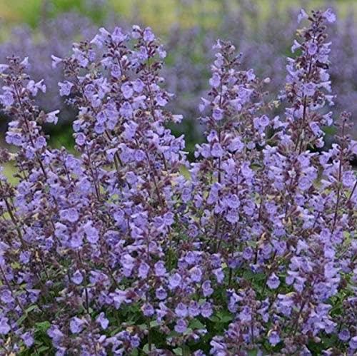 Nepeta Faassenii 'Kitten Around' Catmint Perennial Garden Plug Plants Pack x6