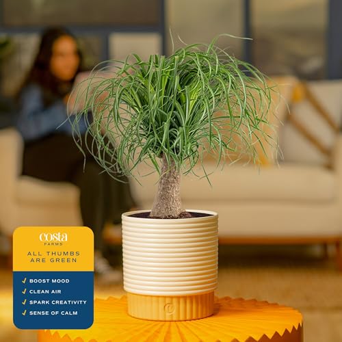 Image of Costa Farms Ponytail Palm Live Plant in Decorative Pot, Easy to Maintain Indoor Houseplant, Perfect for Home, Room, or Office Decor, Great House Warming or Birthday Gift, 12-24 Inches Tall