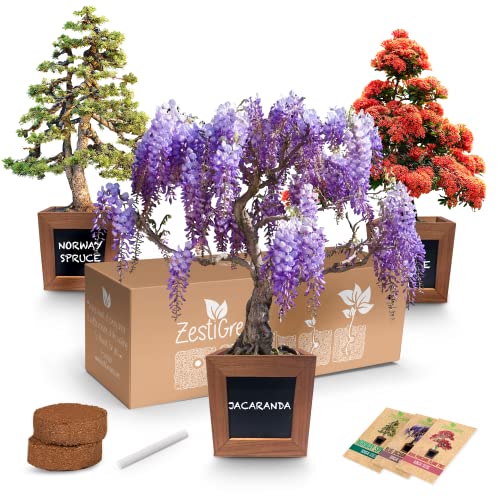 Bonsai Starter Kit - Gardening Gift for Women & Men - Bonsai Tree...