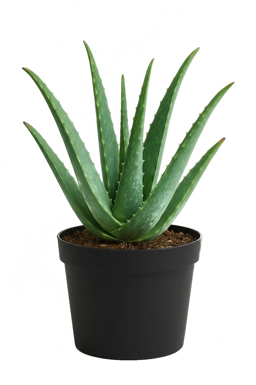 Aloe Vera Mini Plant with Pot – Natural Air Purifier & Healing Succulent for Home and Office Decor - Easy to Maintain Indoor Plant for Freshness, Positive Energy & Green Aesthetic
