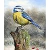 Bimkole 5D Diamond Painting Kits Bird Stake, DIY Diamant Schilderij Kit Animal Full Ronde Boor Crystal Strass Kruissteek…