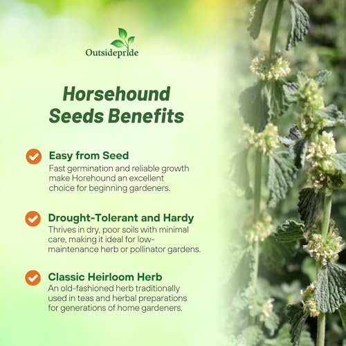 Outsidepride - Horehound Seeds - 5000 Pcs. Perennial, Compact, Easy to Grow & Pollinator Friendly, Herb Seeds for Planting Toothed, Wooly Gray-Green Foliage for Versatile & Culinary Uses - Image 3