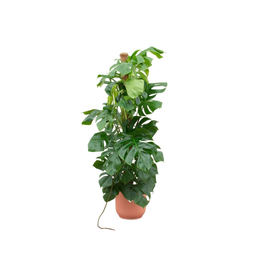 Kombi Deal - Monstera Pertusum XL inkl. Elho Vibes Fold Round Ø30 pink - 120 cm