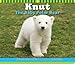 Knut The Baby Polar Bear