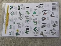 Yosemite National Park: Trees & Wildflowers 0898866758 Book Cover