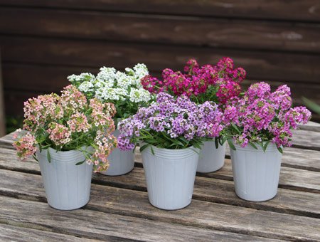 Creative Farmer Flower Seeds : Alyssum Royal Mixed Garden Hedge Garden [Home Garden Seeds Eco Pack] Plant Seeds (B078RG8F2M) Amazon Price History, Amazon Price Tracker