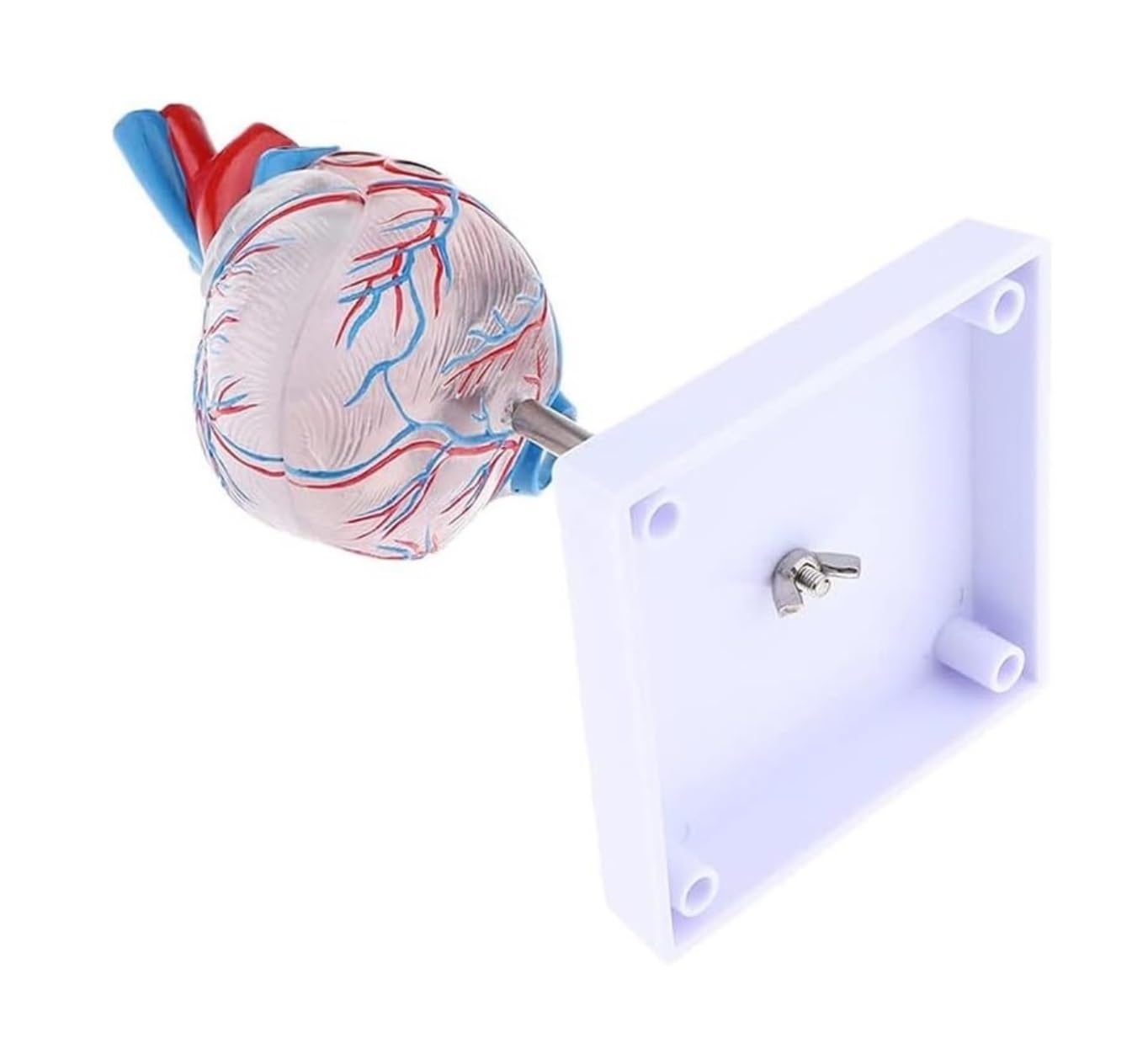 Maniquí de Cuerpo Humano Transparente, Modelo de anatomía del corazón Humano, recursos didácticos de Ciencias médicas, Esqueleto Humano, Modelo de órgano Humano