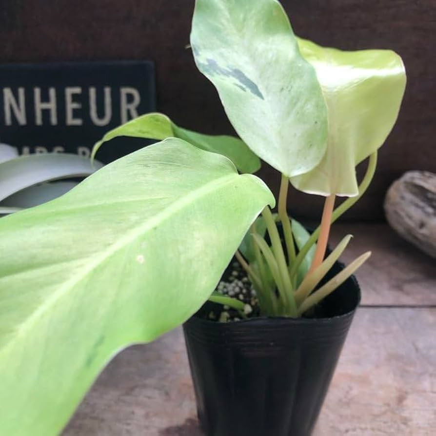 Amazon | フィロデンドロン スノードリフト 斑入り 観葉植物