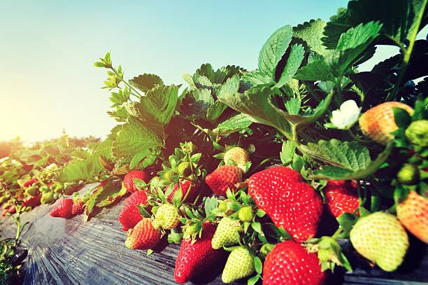 Image of Healthy Vibe Premium Everbearing Strawberry Plant - Sweet and Juicy Berries for Your Garden - Hardy and Easy to Grow - Perfect for Home Gardening