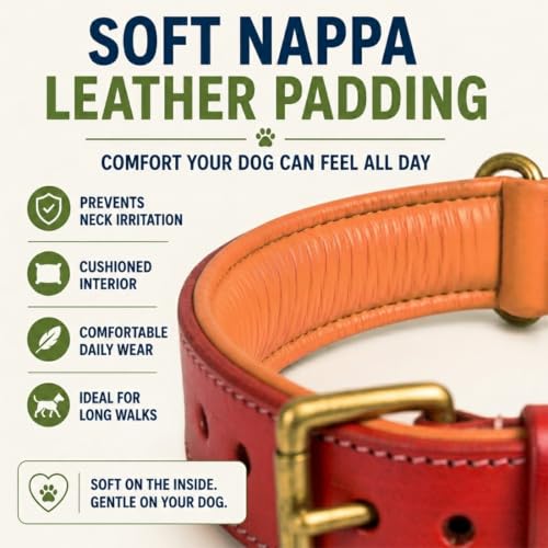 Image of Genuine Leather Dog Collar, Red, Extra Large, Brass Buckle, Padded | 1.5 Inch Wide, Fit Neck Size - 22 inch - 26 inch, Double D Ring, Adjustable, Thick Leather, Heavy Duty, Soft Leather padding