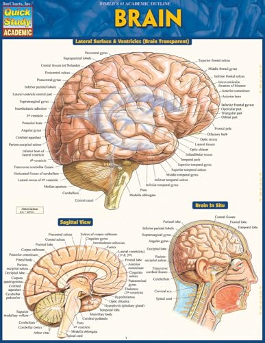 Brain QuickStudy Laminated Reference Guide (Quick Study Academic)