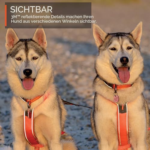 Non-stop dogwear Line Harness 5.0, Gepolstertes Hundegeschirr für kleine, mittlere und große Hunde, gemacht fürs Wandern, Sport und den aktiven Alltag, Größe 6