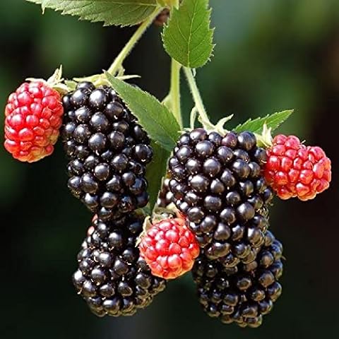 Merton Thornless BlackBerry Fruit Plant Large 1-2ft Supplied Cover
