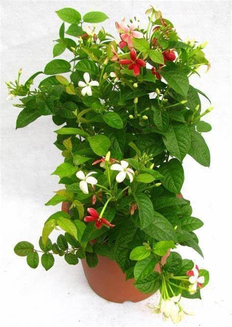 Image of Madhumalti Rangoon Creeper Live Plant with Pot | Madhu Malati Double Petal Highly Fragrant Climbing Flower Vine | Fast Growing Flowering Creeper for Home Garden Balcony Terrace Decor | Pack of 1