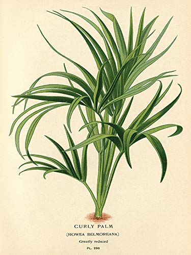 Piddix Canvas, Multi-Colour, 30 x 40 cm