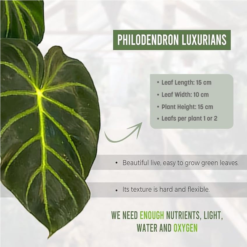 philodendron hanging Philodendron micans- Velvet Philodendron Hanging Basket