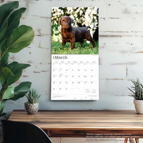 Chocolate Labrador Retriever Puppies | 2026 12 x 24 Inch (Hanging) Monthly Square Wall Calendar | Plastic-Free | BrownTrout | Animals Dog Breeds Puppy - image 5